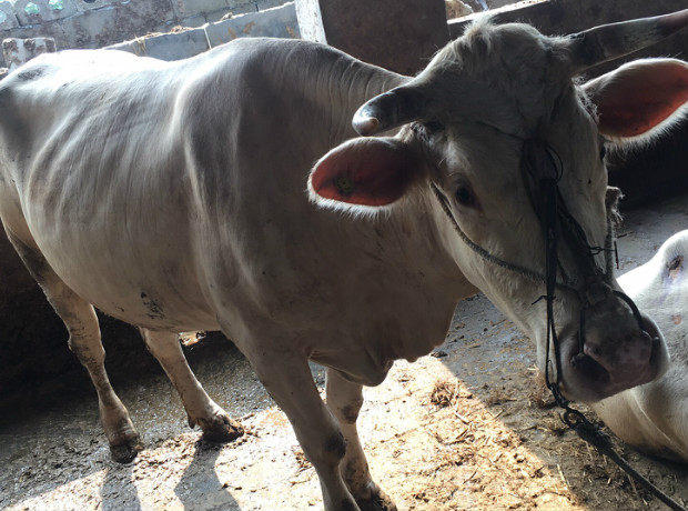 首页- 西门塔尔牛犊,利木赞牛,夏洛莱牛犊—泌阳县久牛牧业有限公司