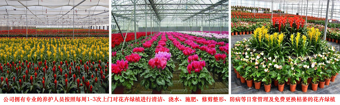 办公室花卉租摆价格