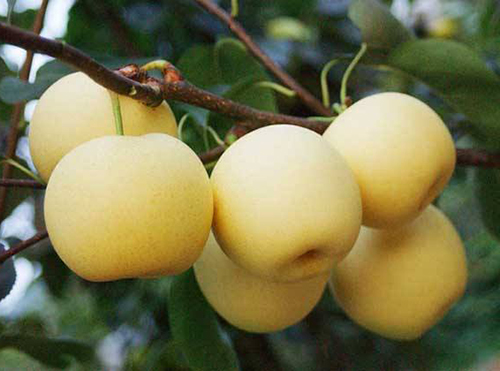 平顶山建福农业种植专业合作社