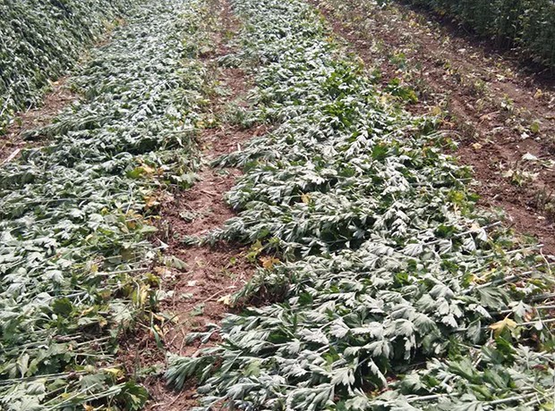 艾草种植全攻略：从选苗建基地到艾绒加工，广东艾草种植的实操要点